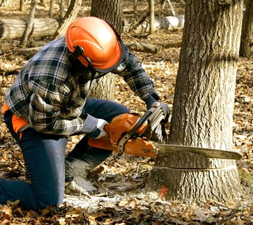 Tree Removal in Rosanky, TX